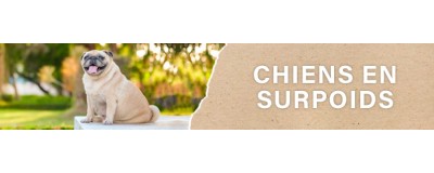 Croquettes pour Chien en Surpoids | PERRO