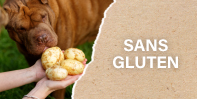 Croquettes pour Chien sans Gluten | PERRO