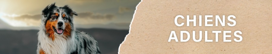 Croquettes pour Chien Adulte | PERRO