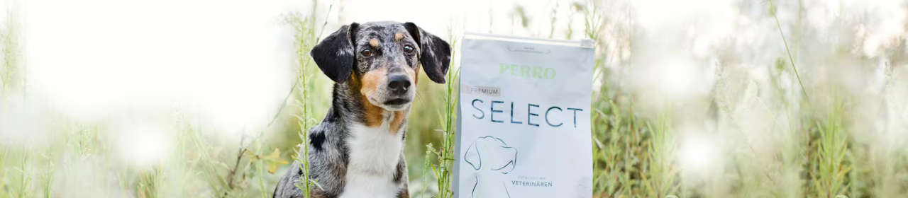 Croquettes Chien 'Select Cheval & Pomme de Terre' | Perro
